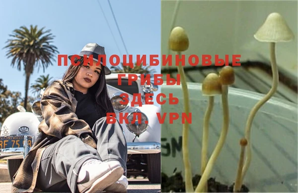 PSILOCYBIN Балабаново