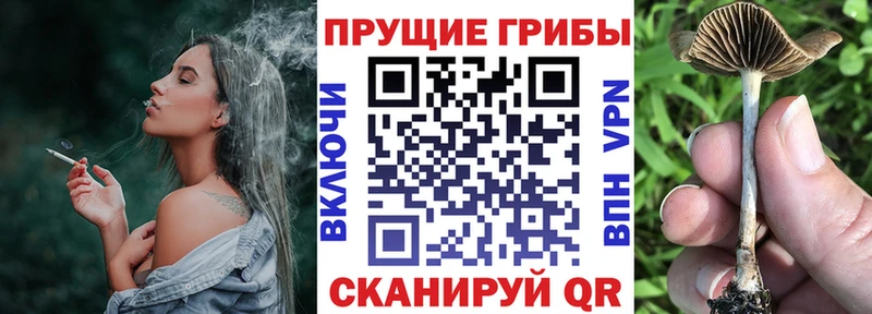 где купить наркоту  OMG рабочий сайт  Псилоцибиновые грибы прущие грибы  Шагонар 